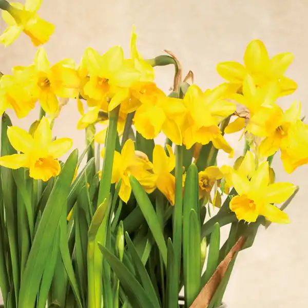 Bild 2 von Narzissen "Tête-à-Tête" / Hyazinthen