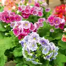 Bild 2 von Primula Obconica "Sweet Kisses"