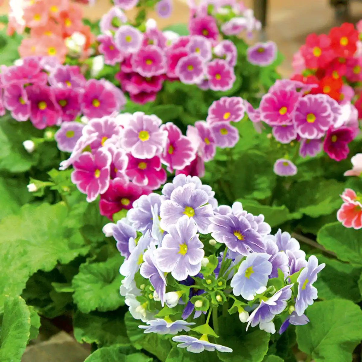 Bild 2 von Primula Obconica "Sweet Kisses"