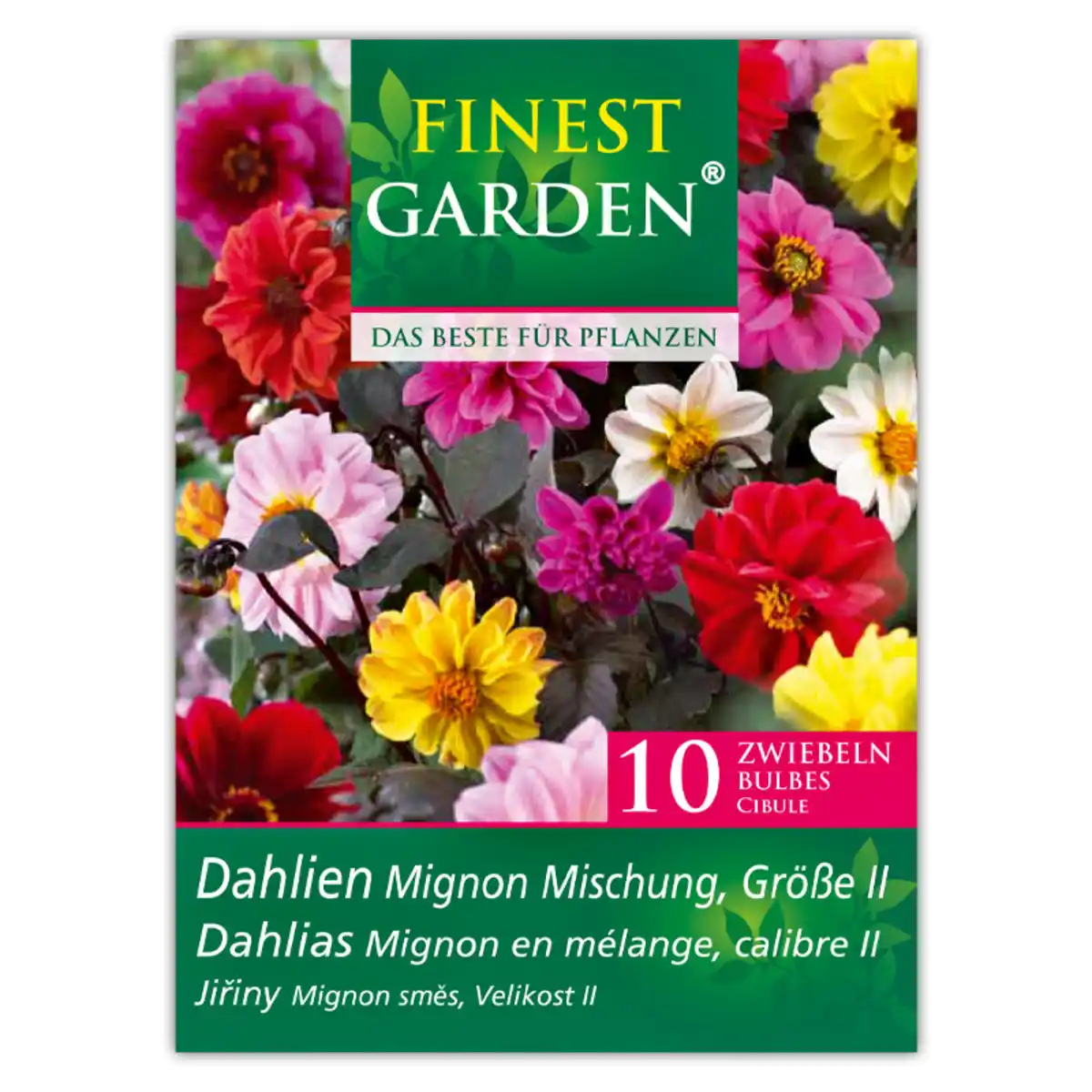 Bild 3 von Finest Garden Dahlienzwiebeln