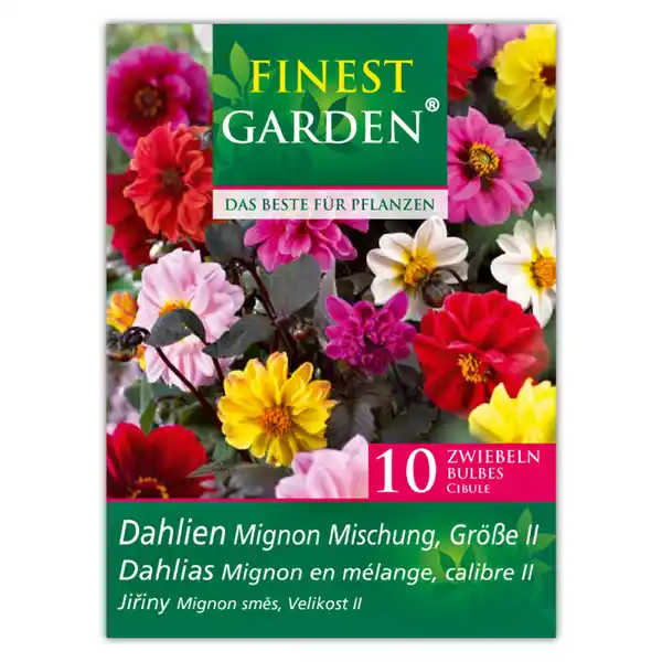 Bild 3 von Finest Garden Dahlienzwiebeln