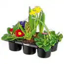 Bild 3 von Frühlingsmix