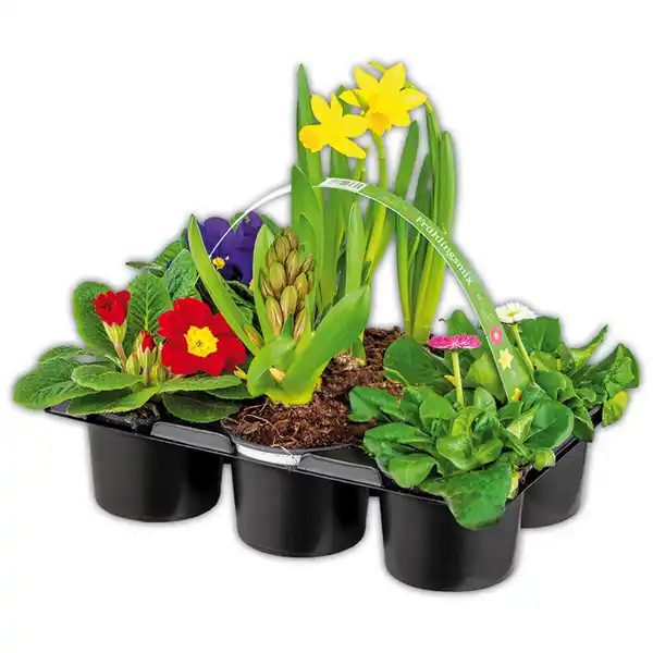 Bild 3 von Frühlingsmix