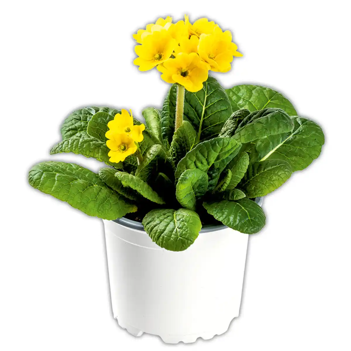 Bild 3 von Zebra-/ Tigerprimeln