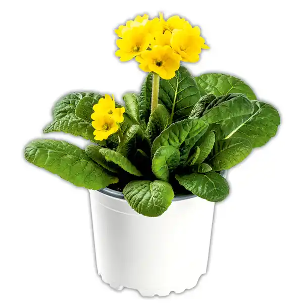 Bild 3 von Zebra-/ Tigerprimeln