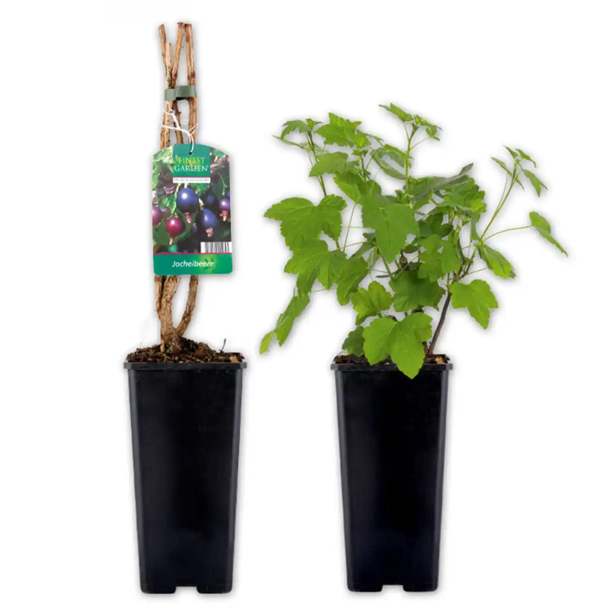 Bild 1 von Finest Garden Superfood Beeren / Beerensträucher