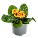 Bild 4 von Zebra-/ Tigerprimeln