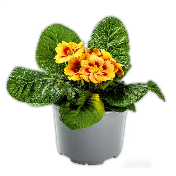 Bild 4 von Zebra-/ Tigerprimeln