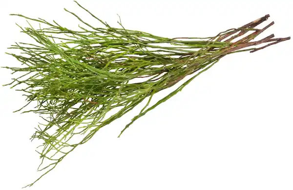 Bild 2 von Frühlings-Beiwerk oder Tulpen, Bund