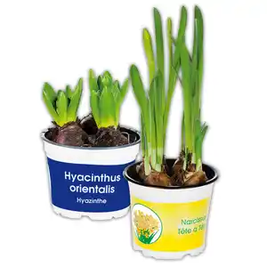 Narzissen "Tête-à-Tête" / Hyazinthen