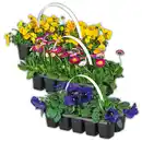 Bild 1 von Beetpflanzen Frühblüher