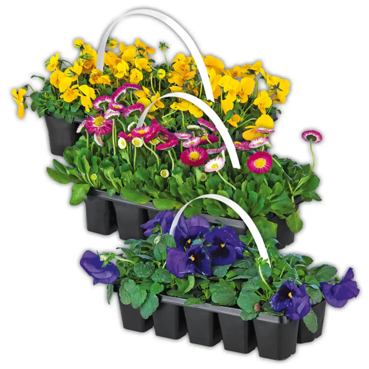 Bild 1 von Beetpflanzen Frühblüher