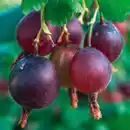 Bild 3 von Finest Garden Superfood Beeren / Beerensträucher