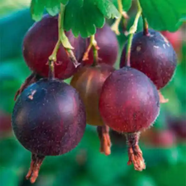 Bild 3 von Finest Garden Superfood Beeren / Beerensträucher