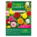 Bild 2 von Finest Garden Dahlienzwiebeln