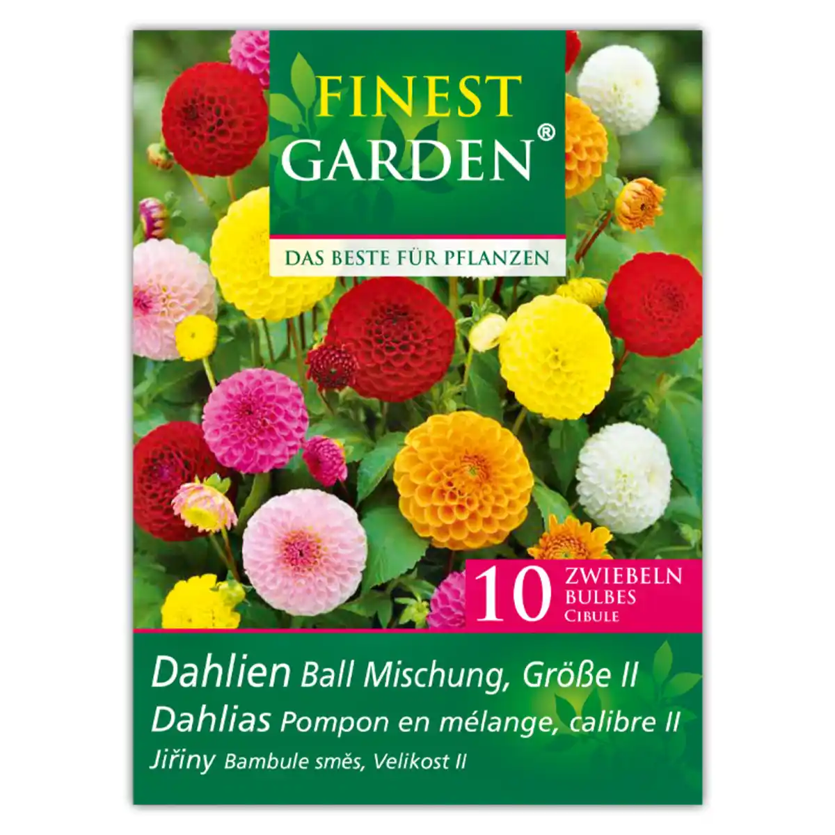 Bild 2 von Finest Garden Dahlienzwiebeln