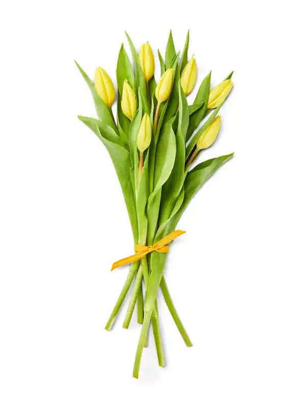 Bild 4 von Frühlings-Beiwerk oder Tulpen, Bund