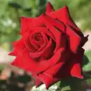 Bild 2 von Finest Garden Gartenrose