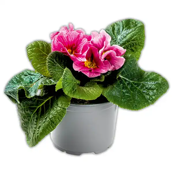 Bild 2 von Zebra-/ Tigerprimeln