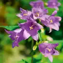 Bild 2 von Frühlingsbote