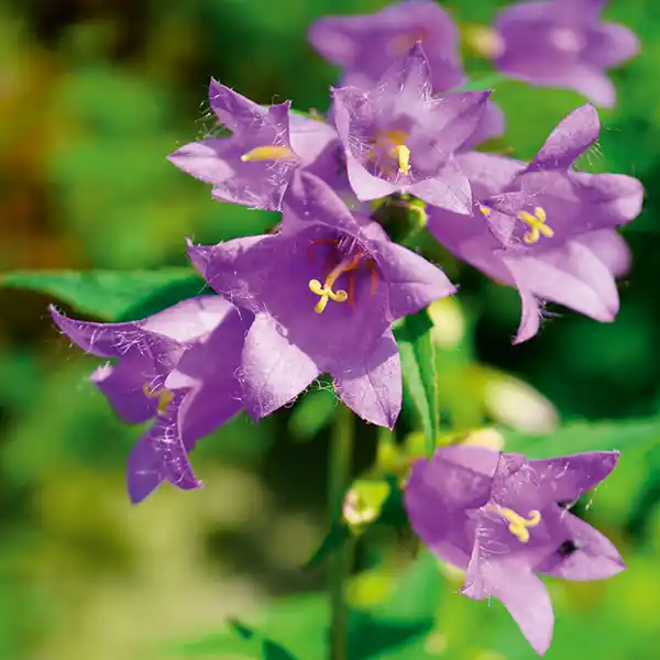 Bild 2 von Frühlingsbote