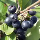 Bild 2 von Finest Garden Superfood Beeren / Beerensträucher