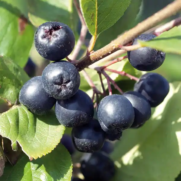 Bild 2 von Finest Garden Superfood Beeren / Beerensträucher