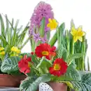 Bild 4 von Frühlingsmix