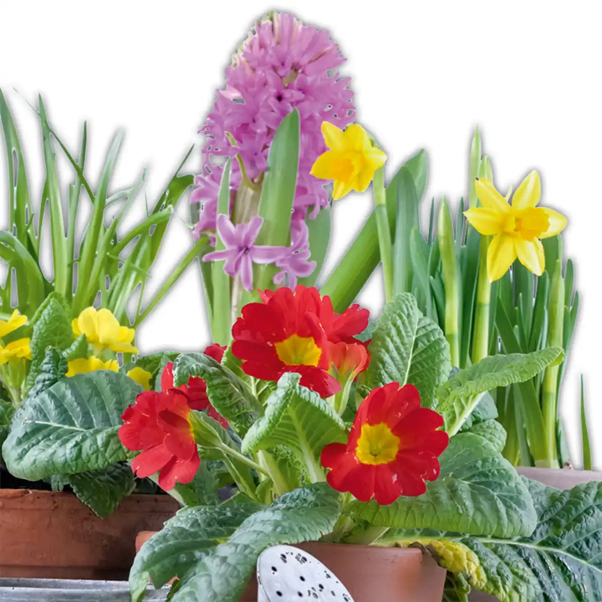 Bild 4 von Frühlingsmix