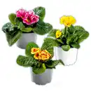 Bild 1 von Zebra-/ Tigerprimeln