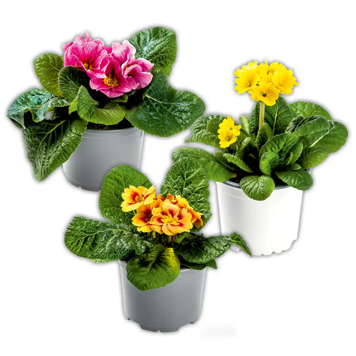 Bild 1 von Zebra-/ Tigerprimeln