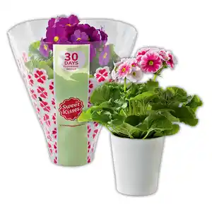 Primula Obconica "Sweet Kisses"