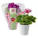 Bild 1 von Primula Obconica "Sweet Kisses"