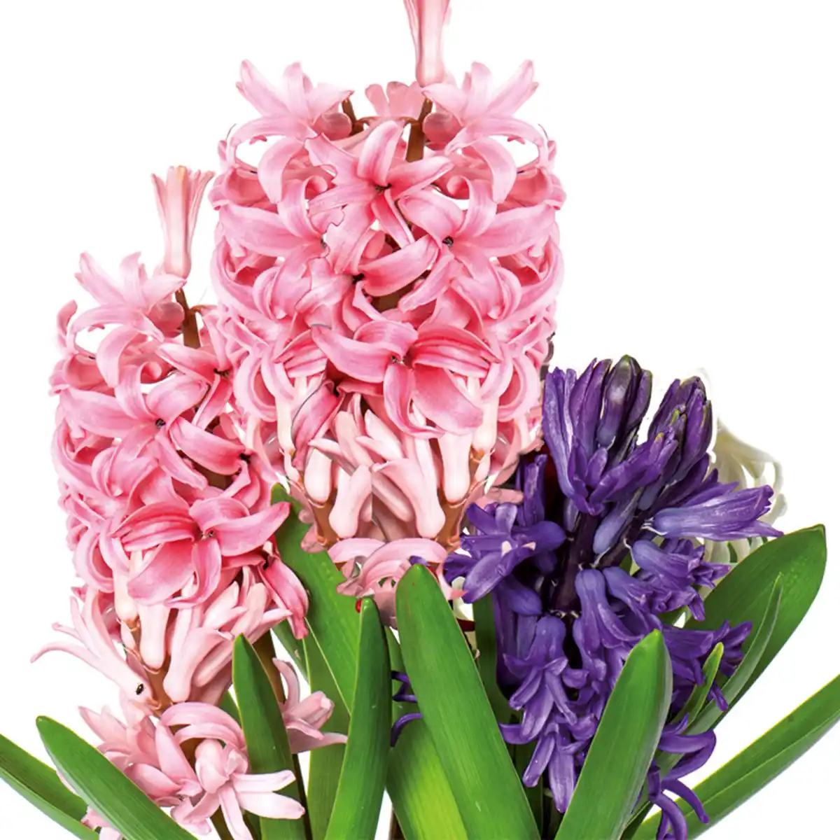 Bild 3 von Narzissen "Tête-à-Tête" / Hyazinthen