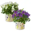 Bild 1 von Frühlingsbote