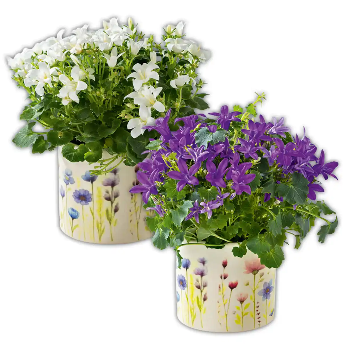 Bild 1 von Frühlingsbote