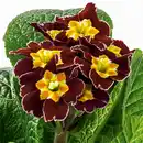 Bild 2 von Schlüsselblume "Primula veris"
