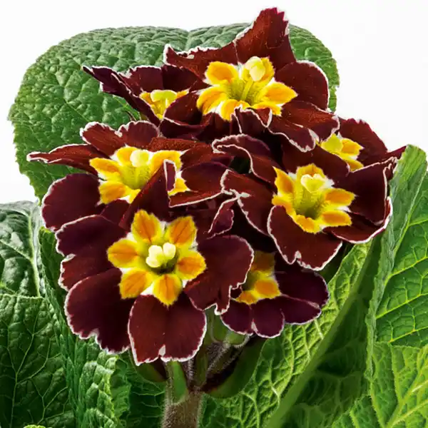 Bild 2 von Schlüsselblume "Primula veris"