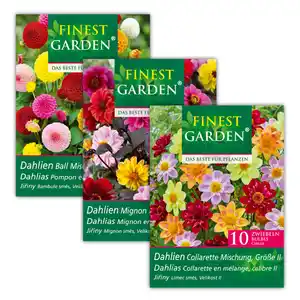 Finest Garden Dahlienzwiebeln