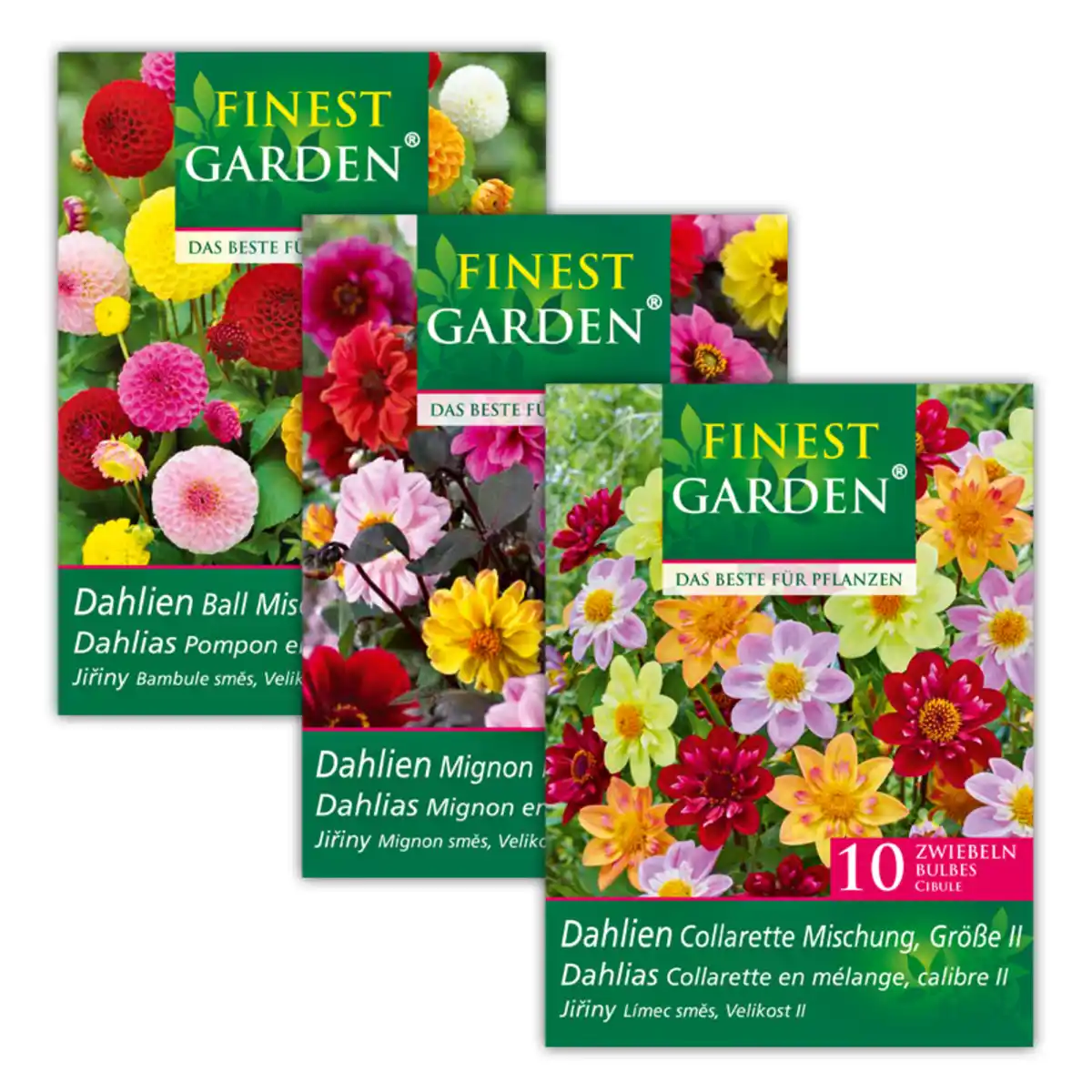 Bild 1 von Finest Garden Dahlienzwiebeln