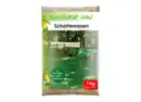 Bild 1 von Rasensamen 'Schattenrasen'  1 kg