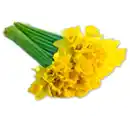 Bild 1 von Narzissen im Bund*