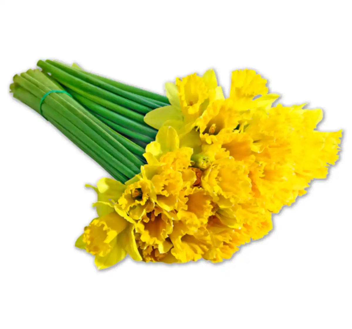 Bild 1 von Narzissen im Bund*