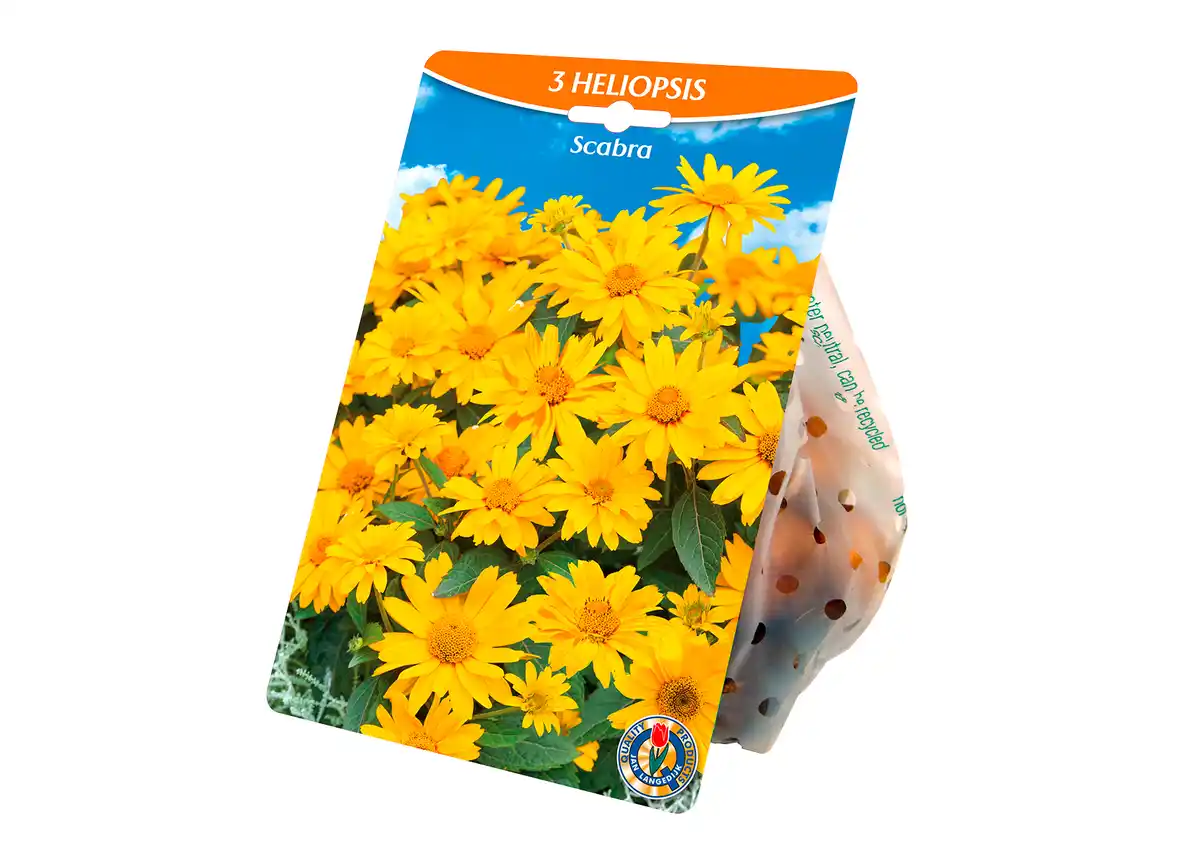 Bild 1 von Stauden Blumenzwiebeln