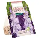 Bild 1 von GARDENLINE Blumenzwiebeln Best Friends, Gladiolus