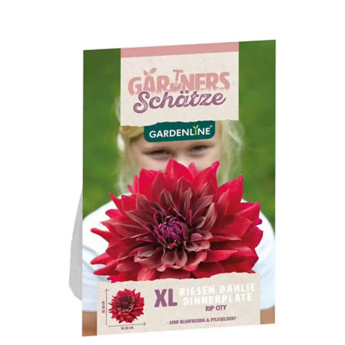 Bild 1 von GARDENLINE Dahlien Dinnerplate XL, Rip City