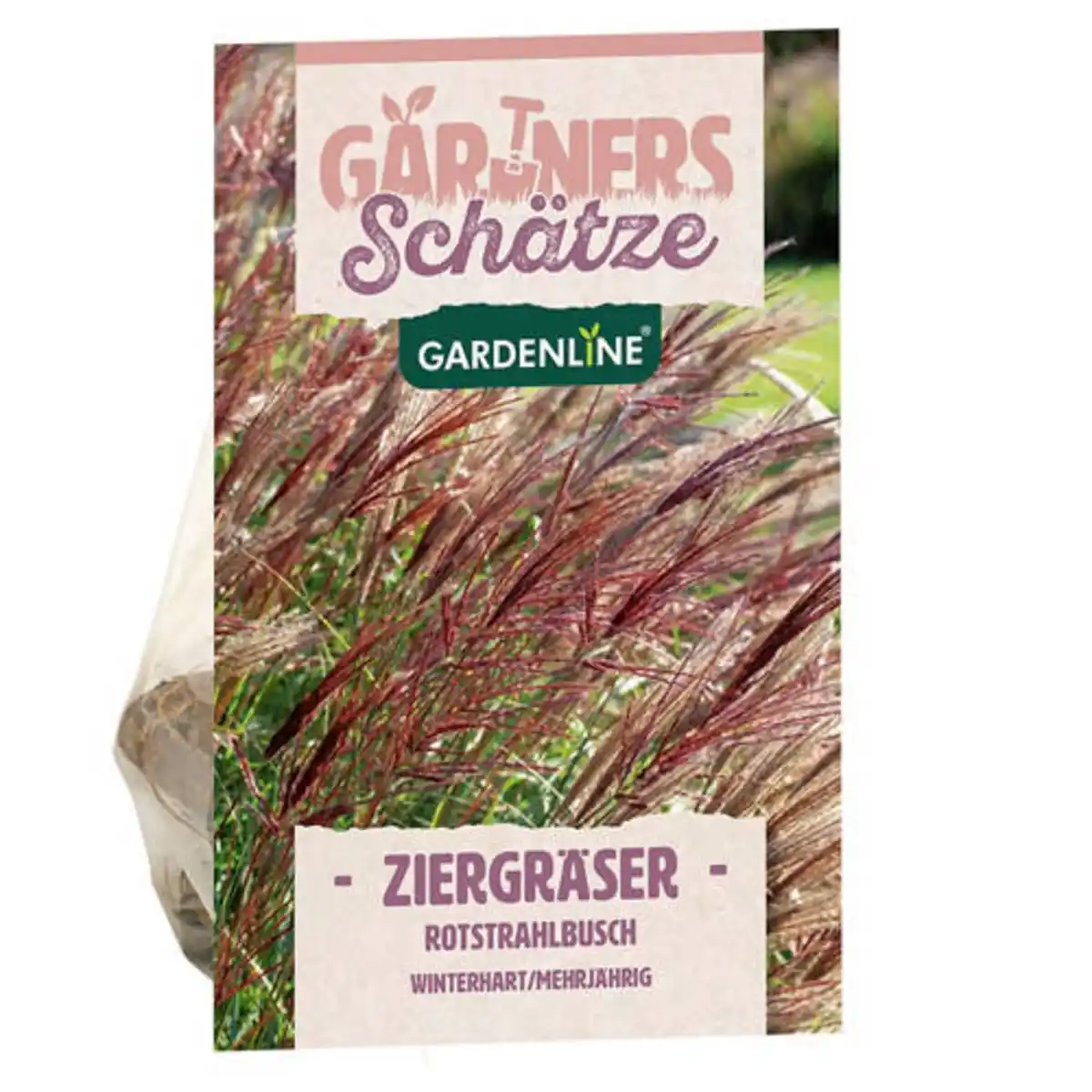 Bild 1 von GARDENLINE Ziergräser, Rotstrahlbusch