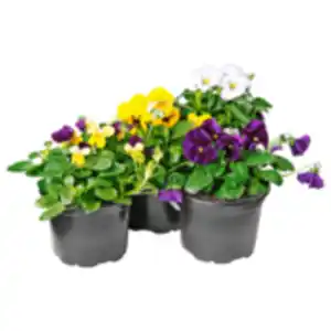 Stiefmütterchen oder Hornveilchen