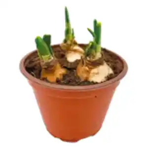 Narzissen oder Schneeglöckchen