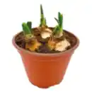 Bild 1 von Narzissen oder Schneeglöckchen